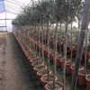 Olivi ornamentali