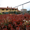 Photinia Fraseri Red Robin