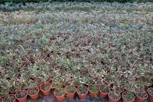 Olivo bonsaino