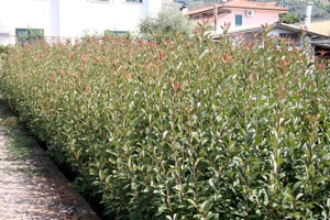 Photinia