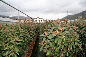 Photinia alberello