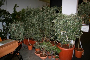 Stand fiera di Padova olivi