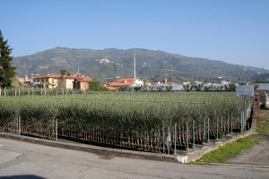 Olivi due anni