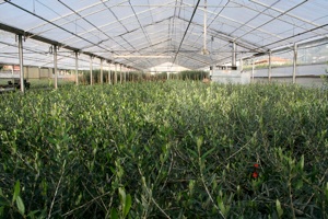 Olivo selvatico