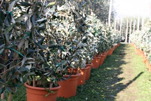 Olivo ornamentale