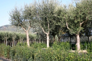 Olivi vaso 500 litri