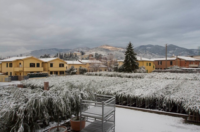 Olivi e neve