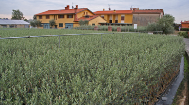 Piante di Olivo Innestate di 2 anni