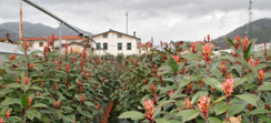 Photinia Fraseri Red Robin