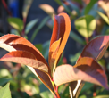 Photinia Fraseri Red Robin
