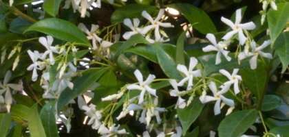 Ryncospermum Jasminoides - Trachelospermum