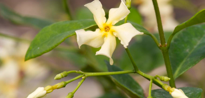 Star of Toscany - Ryncospermum - Gelsomino Giallo