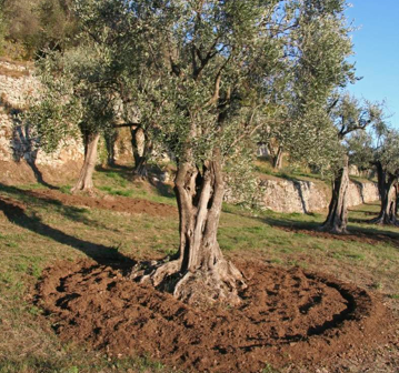 La creazione e cura dell'Oliveto